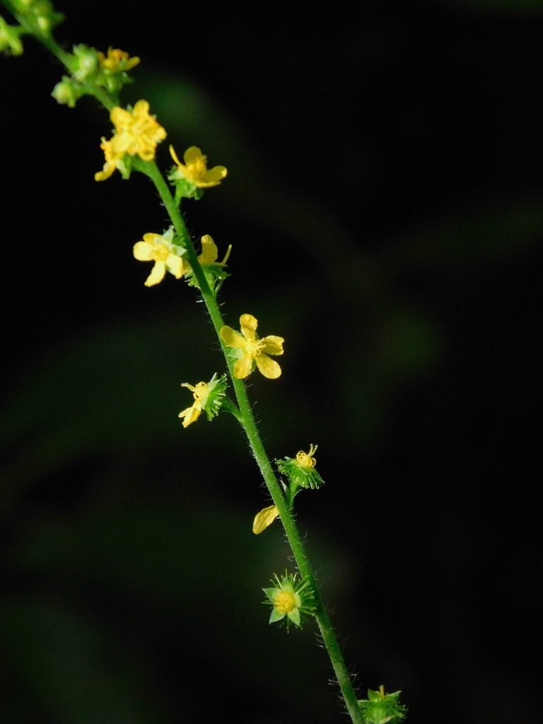 Tall Hairy Agrimony reference
