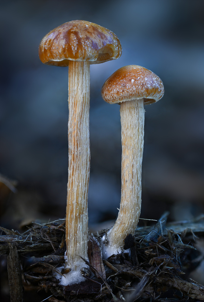 Common Fieldcap reference
