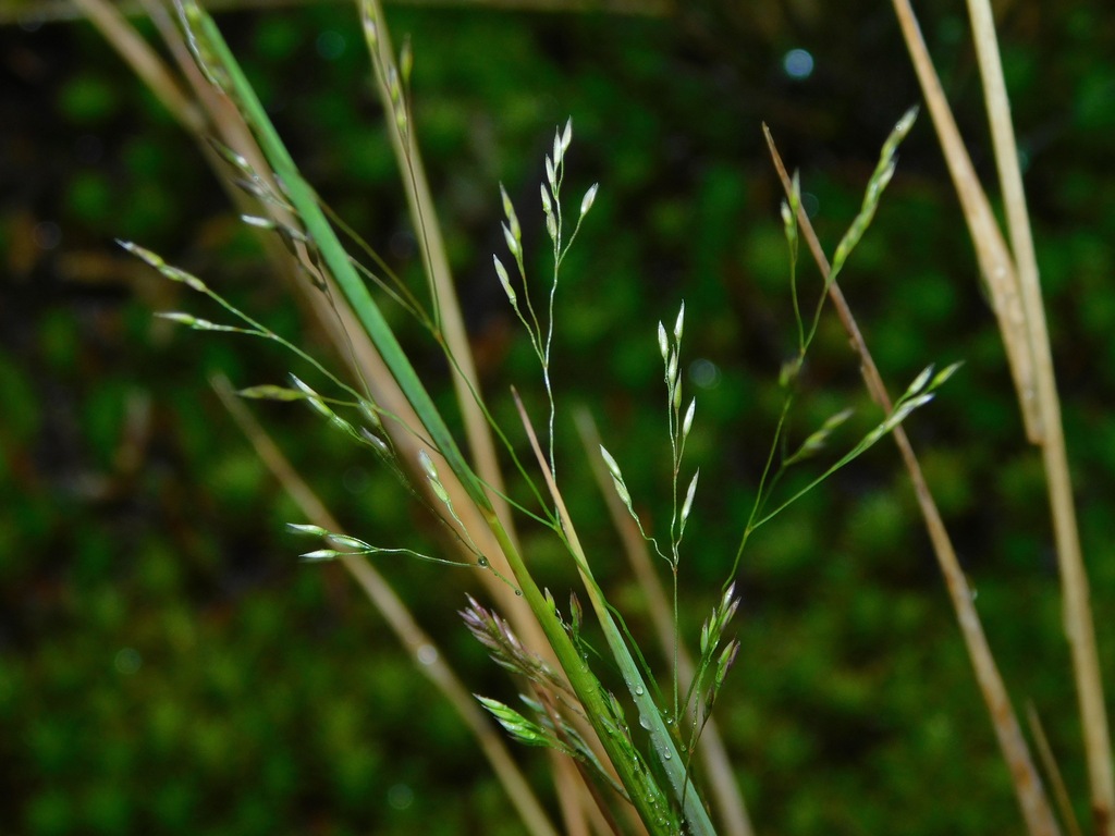 Rough Bentgrass reference