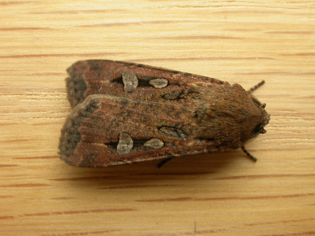 Bogong Moth reference
