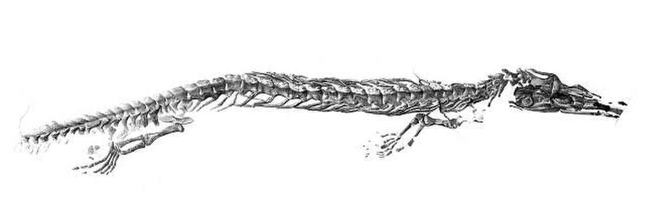 Aigialosaurus dalmaticus reference
