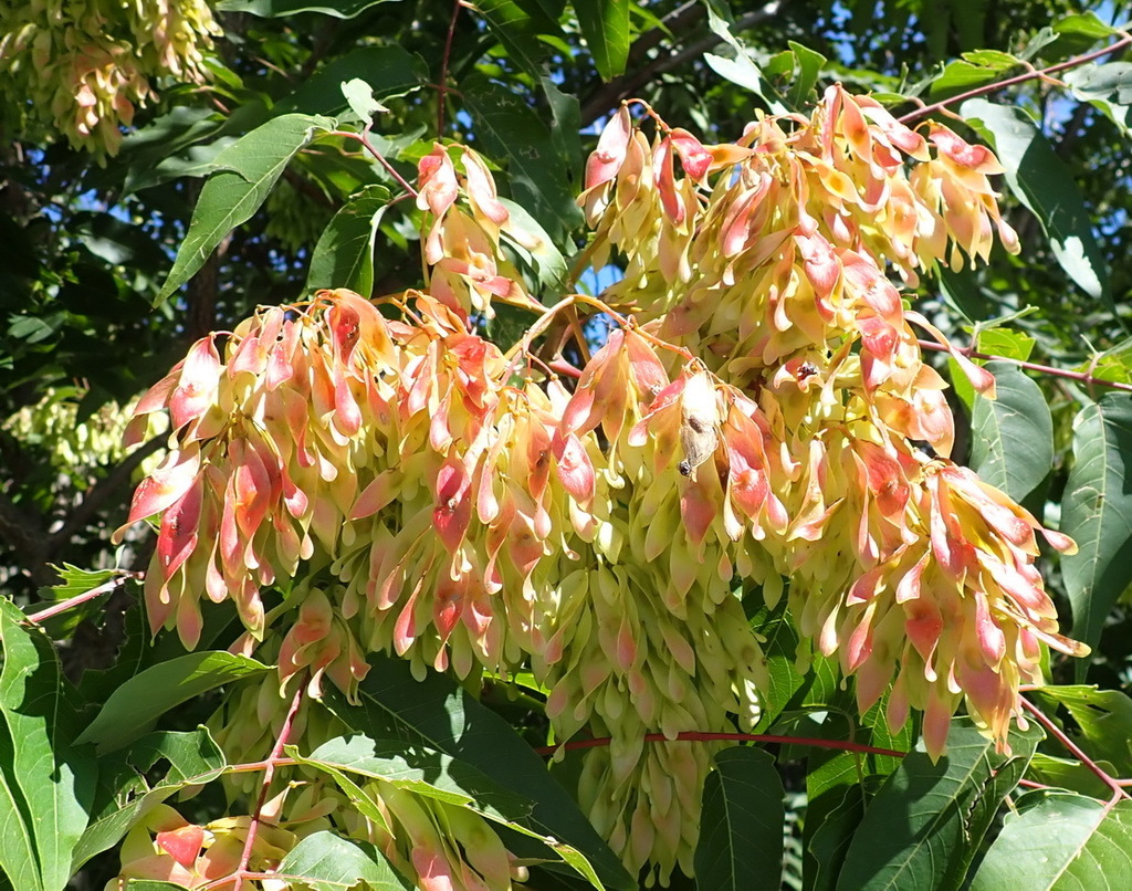 tree-of-heaven reference
