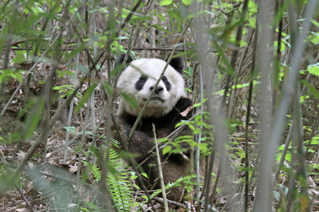 Giant Panda reference