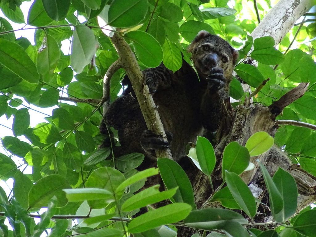 Sulawesi Bear Cuscus reference