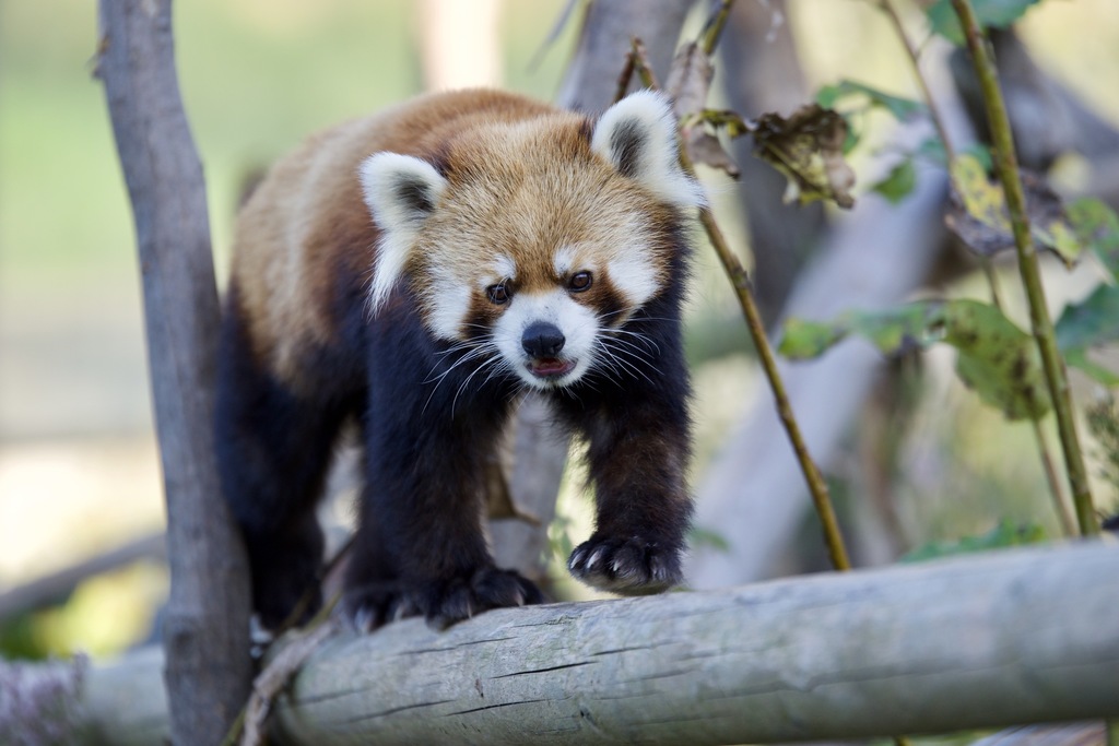 Red Panda reference