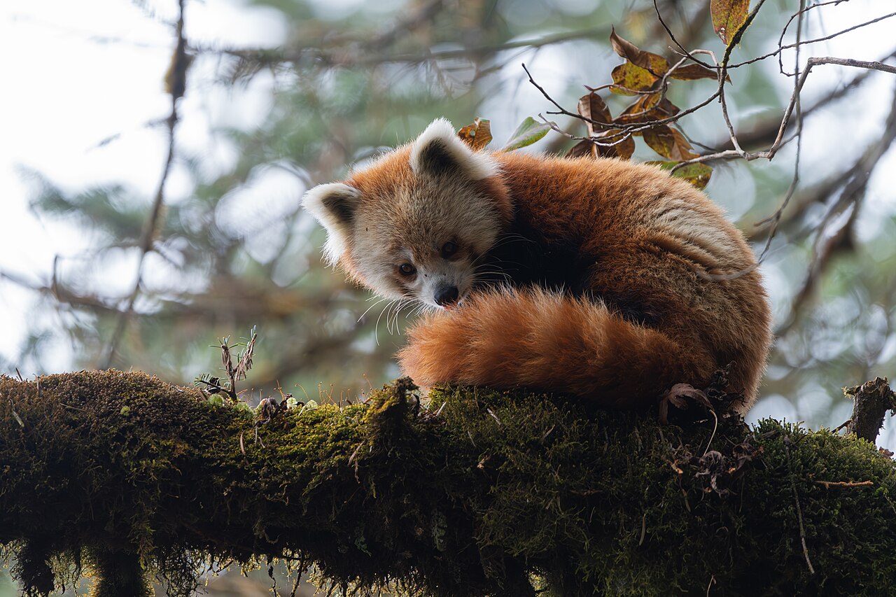 Chinese Red Panda reference