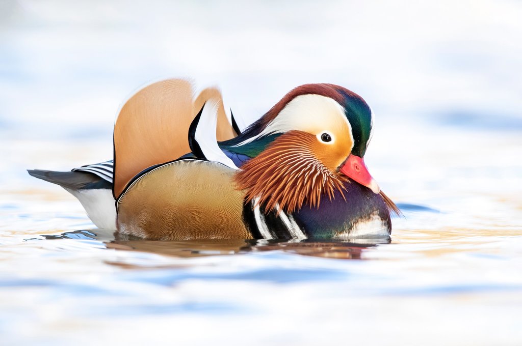 Mandarin Duck reference