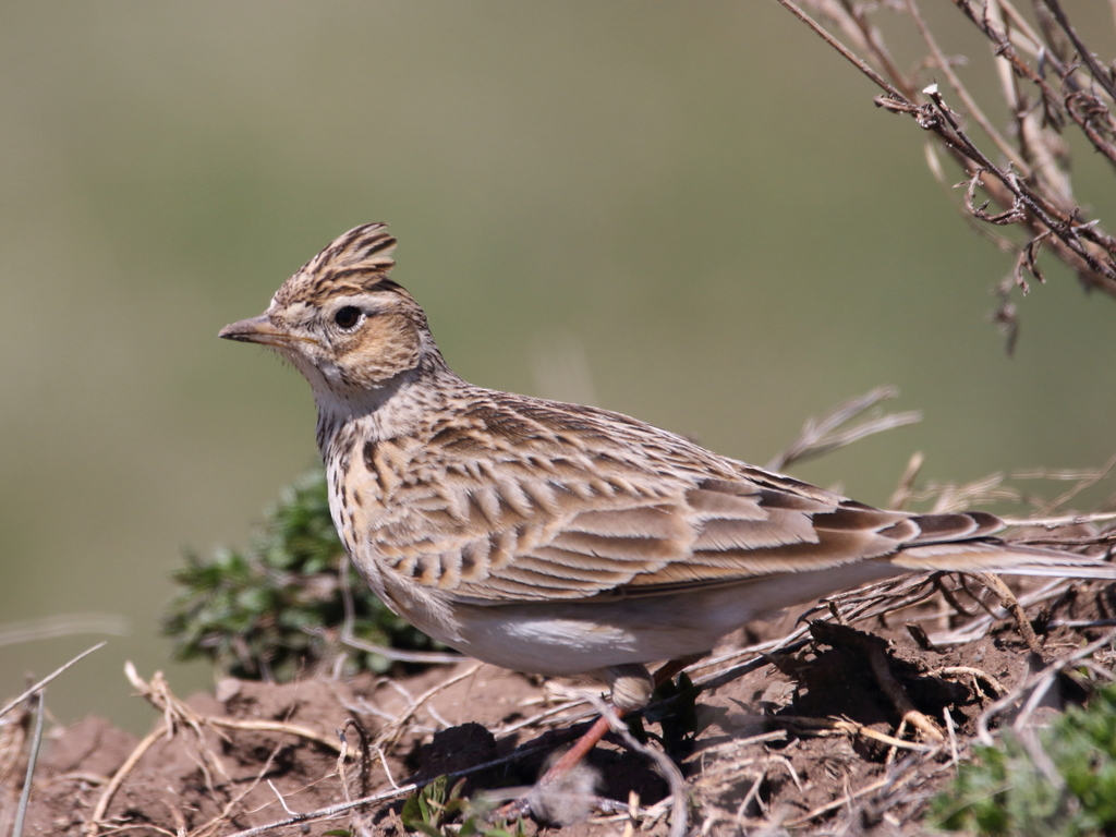 Eurasian Skylark reference