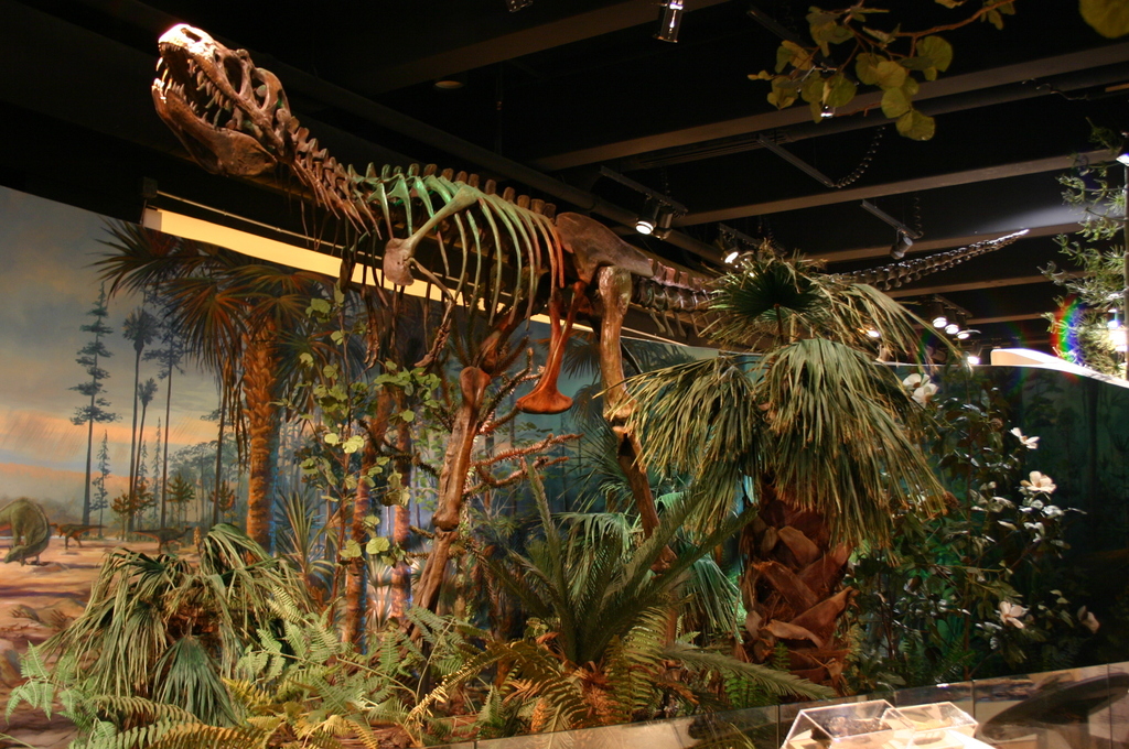 Albertosaurus sarcophagus reference