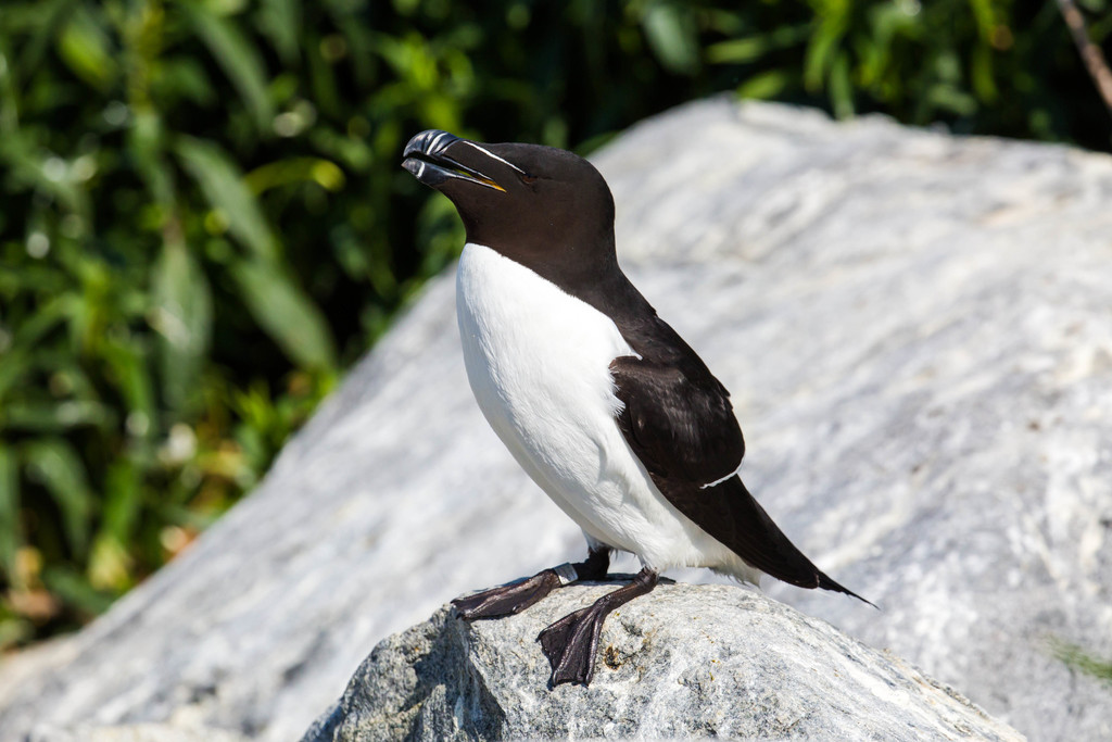 Razorbill reference