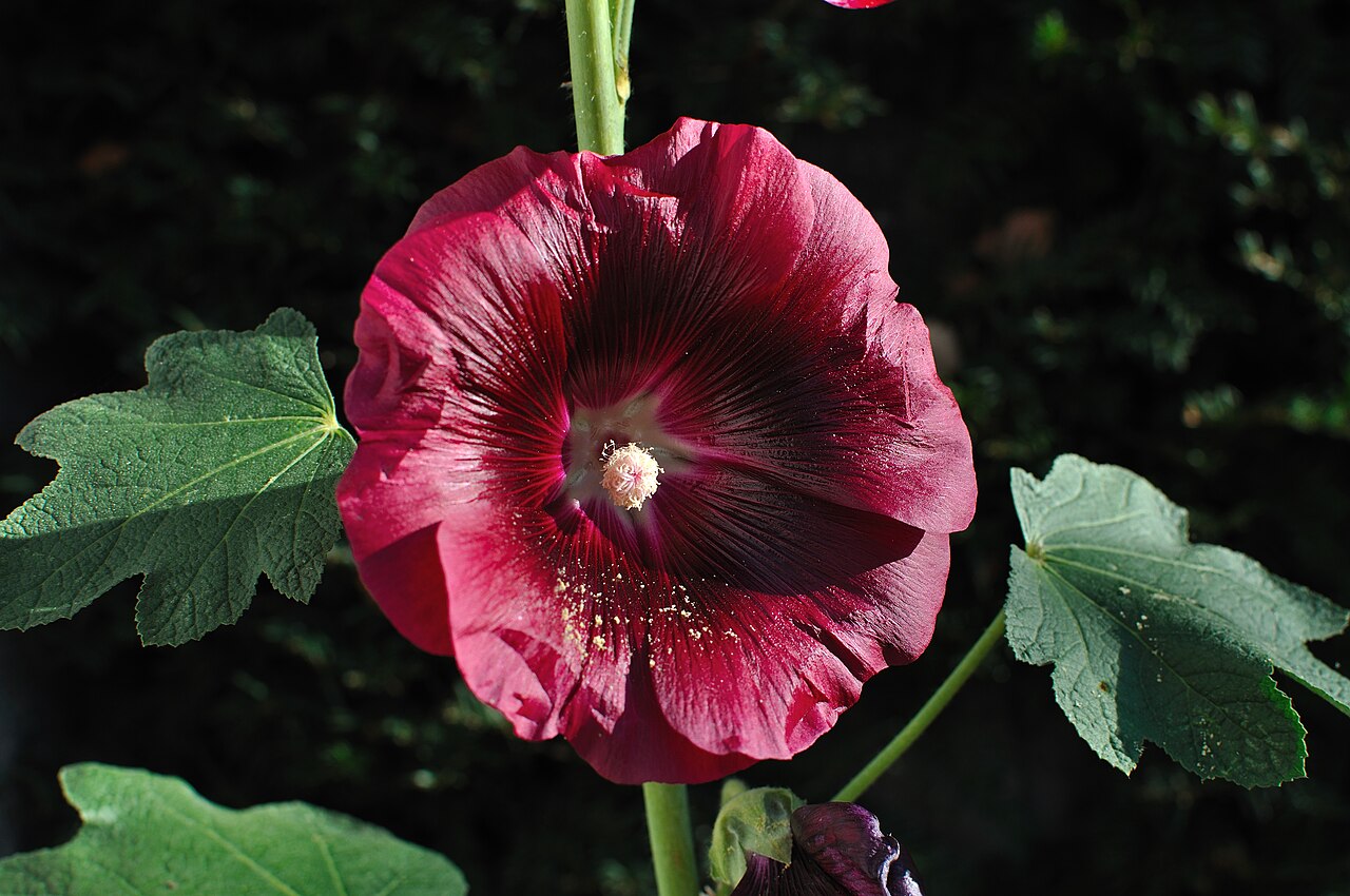 Hollyhock reference