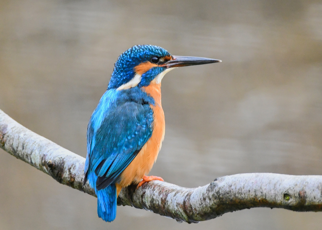 Common Kingfisher reference