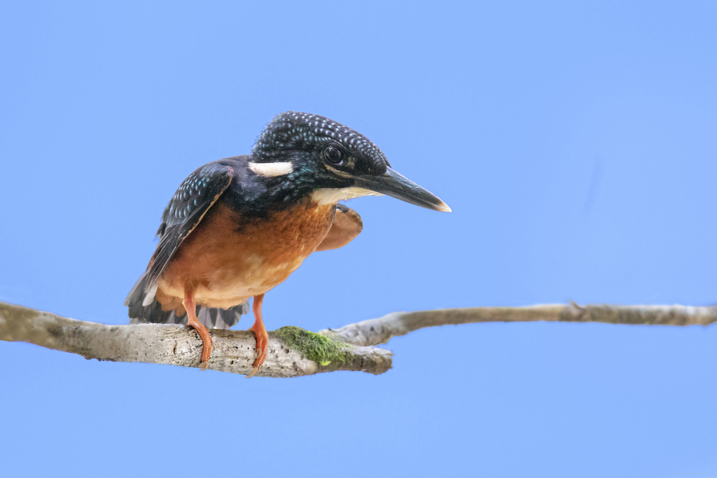 Blyth's Kingfisher reference
