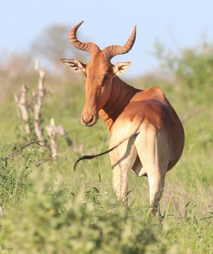 Hartebeest reference