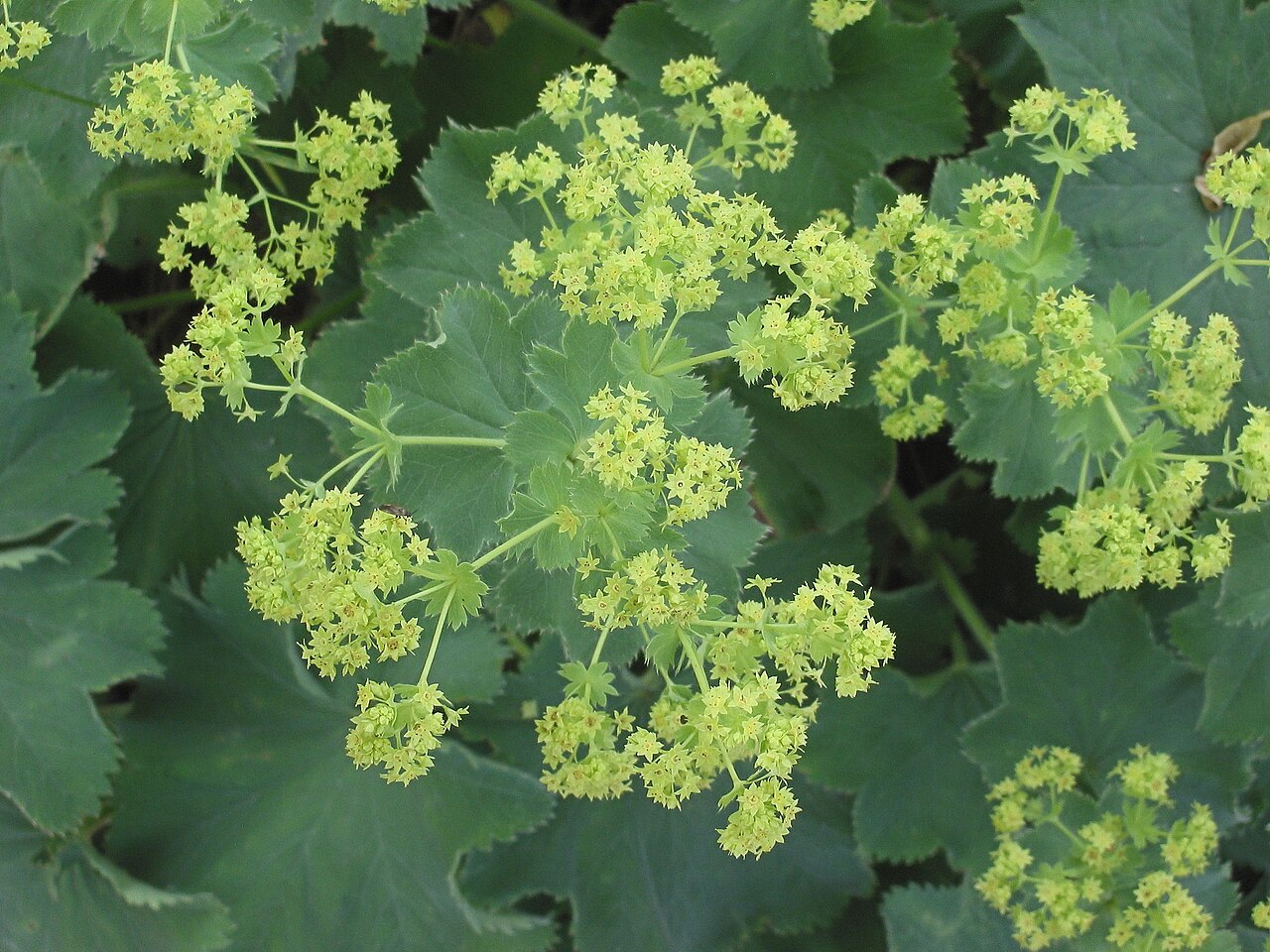 Garden Lady's-mantle reference