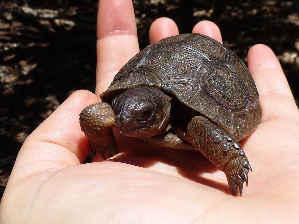 Aldabra Giant Tortoise reference