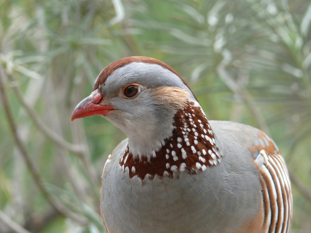 Barbary Partridge reference