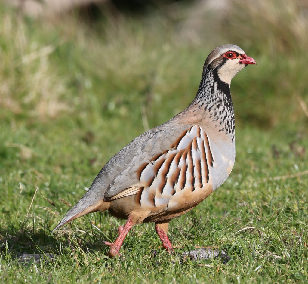 Red-legged Partridge reference