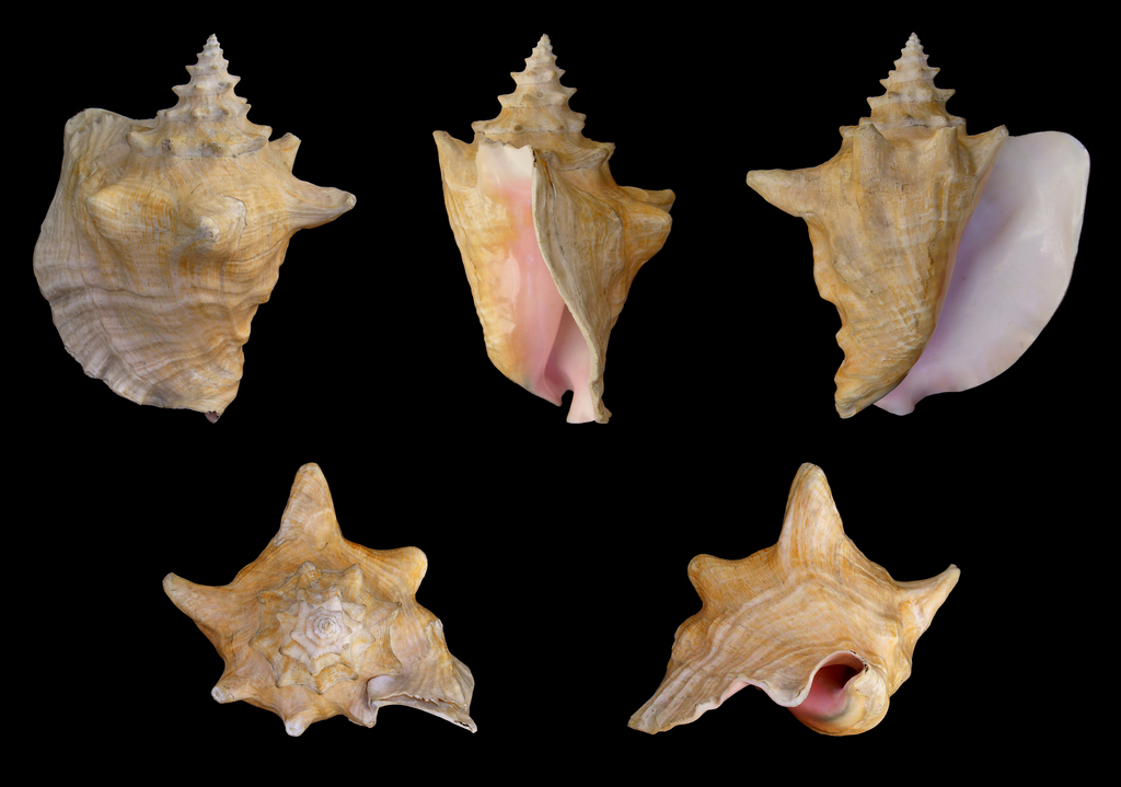 Queen Conch reference