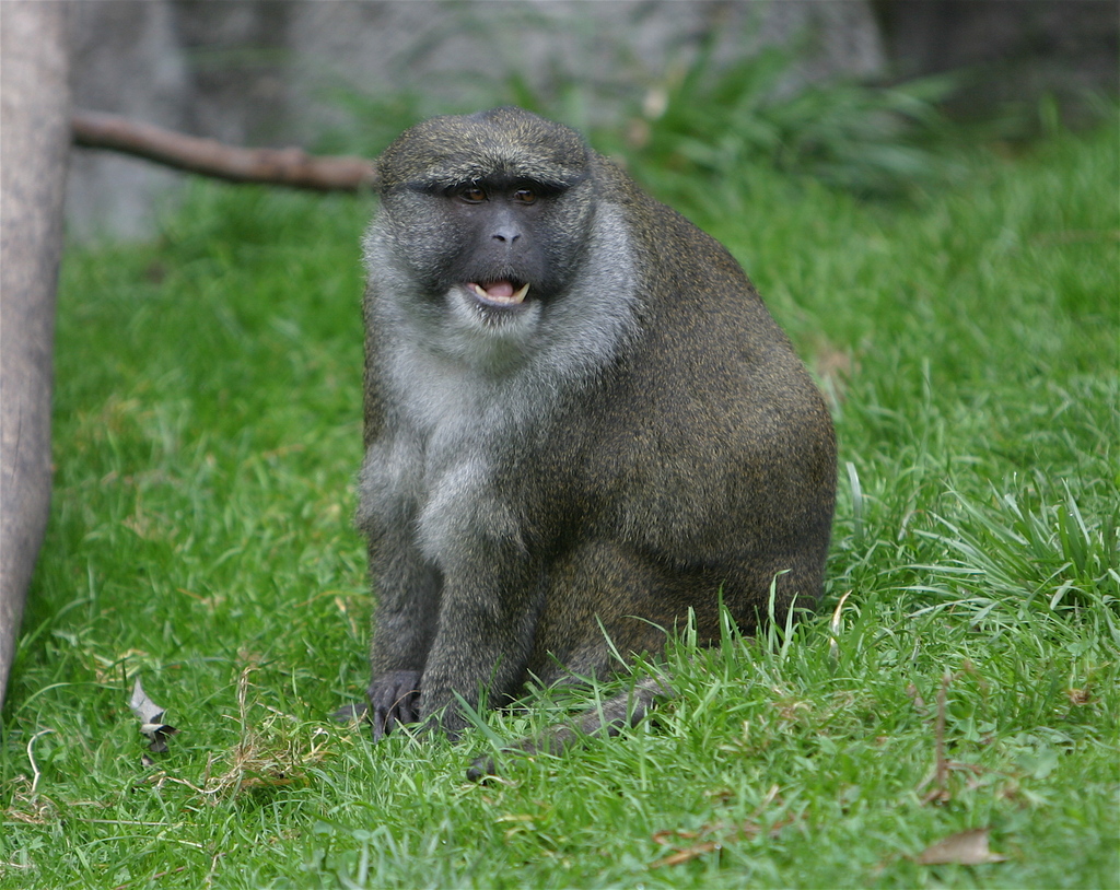 Allen's Swamp Monkey reference