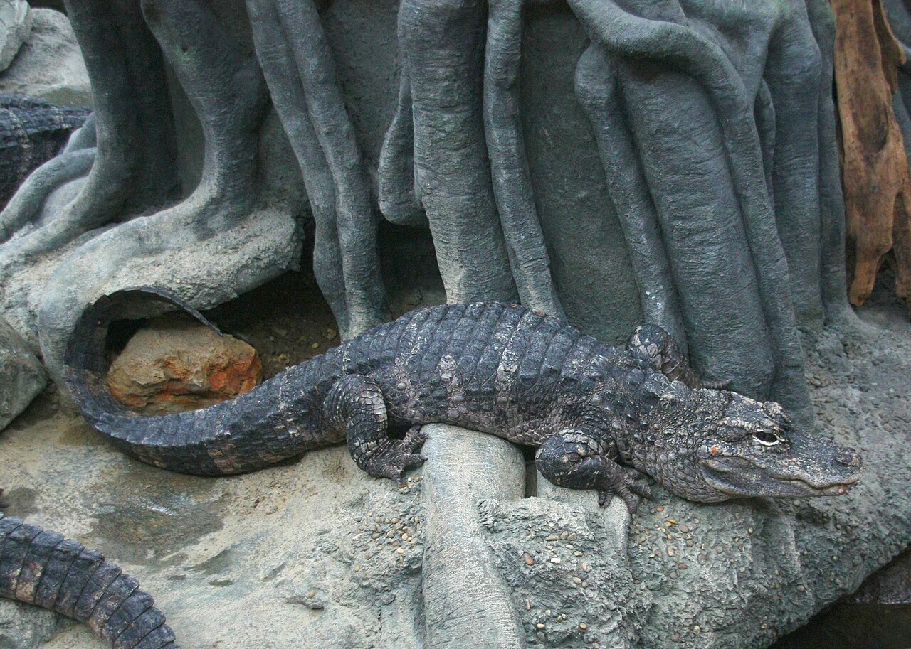 Chinese Alligator reference