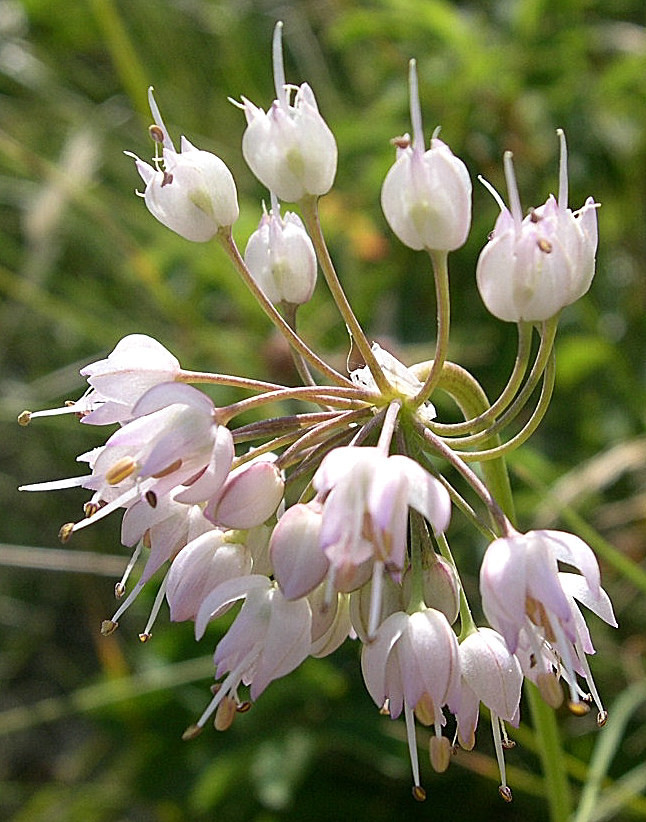 nodding onion reference
