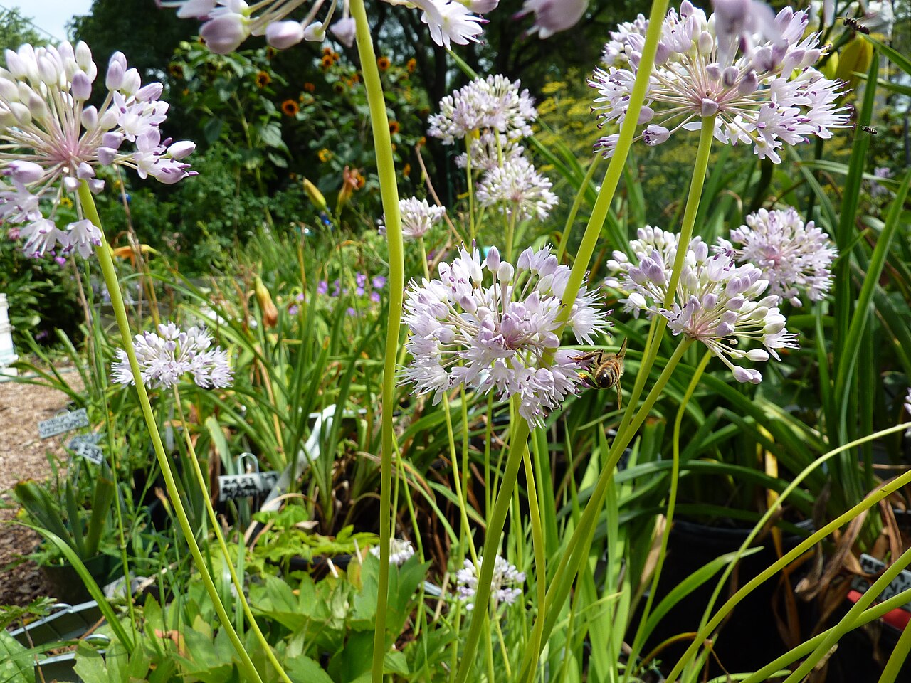 Allium senescens reference