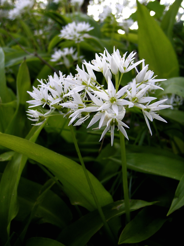 Ramsons reference