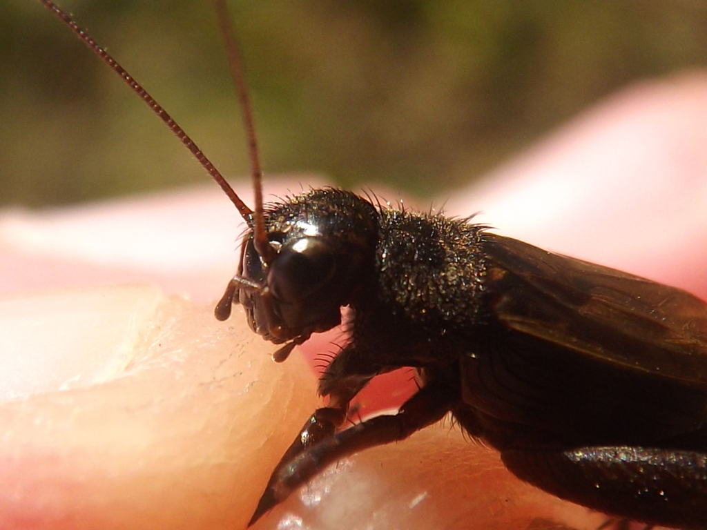 Striped Ground Cricket reference