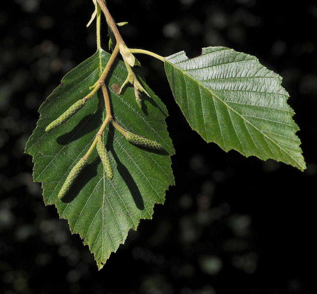 grey alder reference