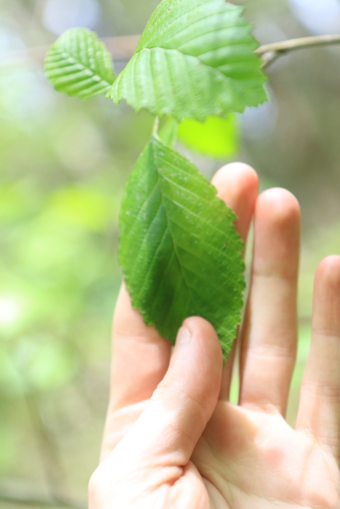 Red Alder reference