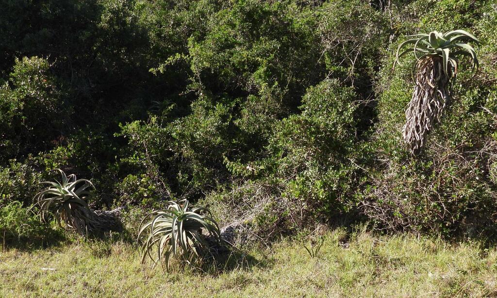 Uitenhage Aloe reference