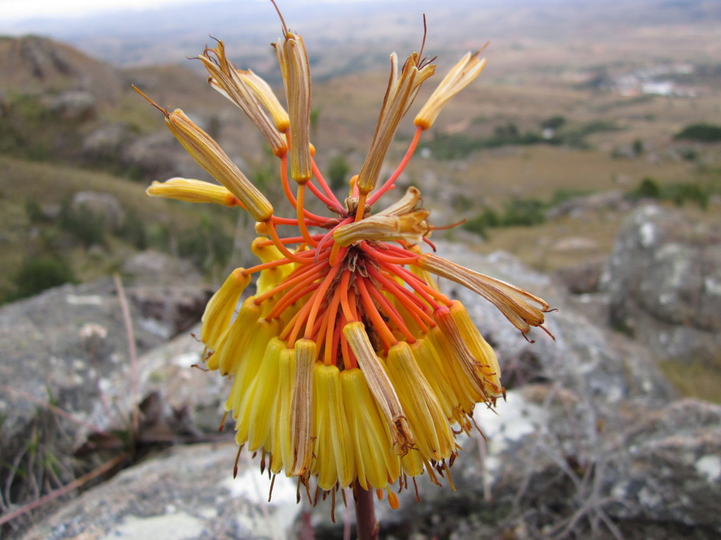 Aloe capitata reference