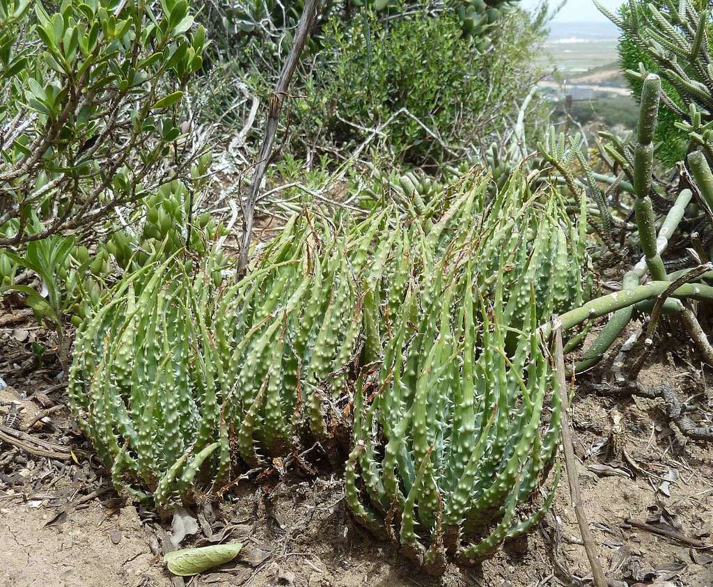 Hedgehog Aloe reference