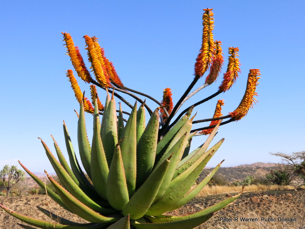 Mountain Aloe reference