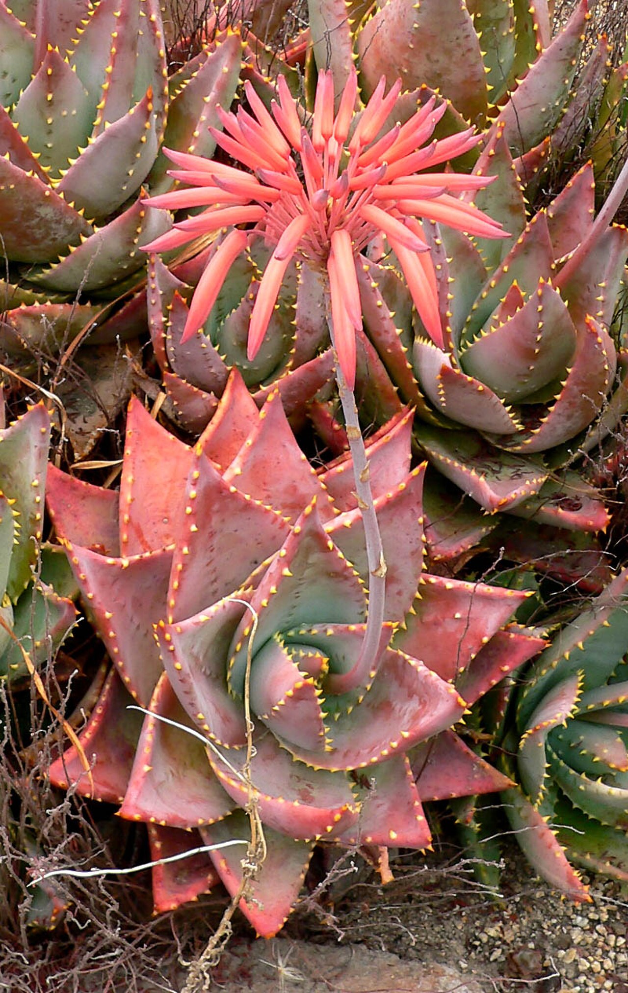 Mitre Aloe reference