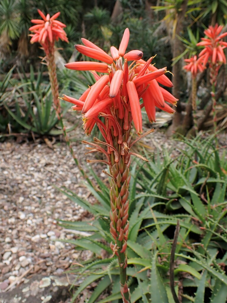 Aloe spinosissima reference