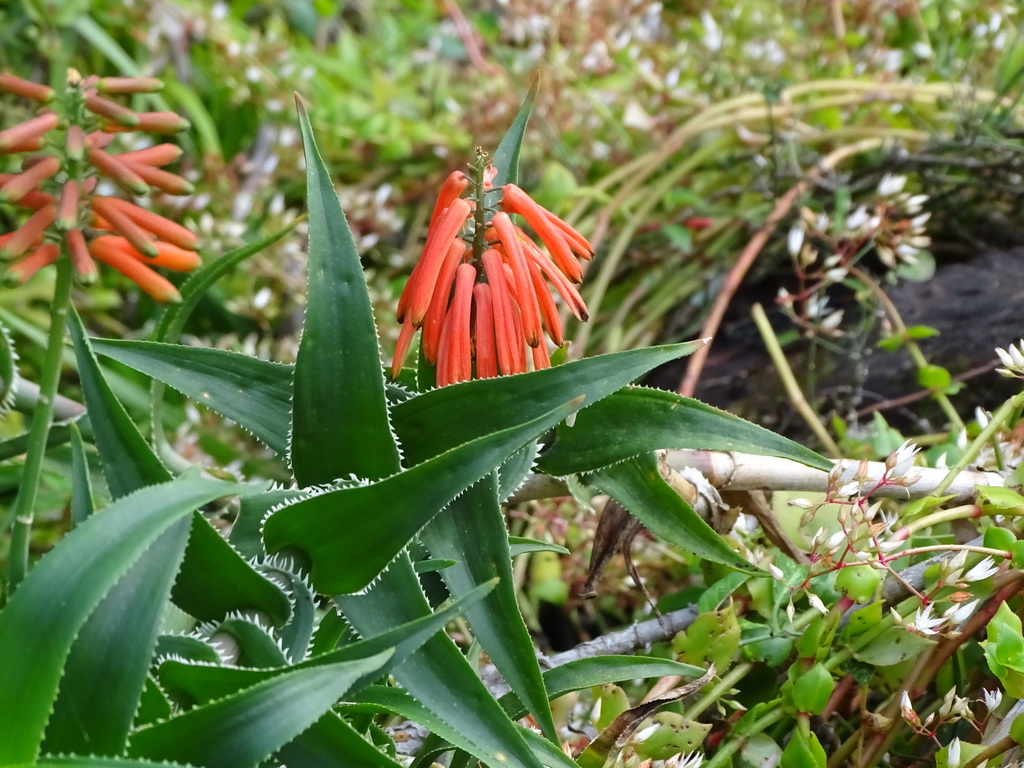 Common Climbing Aloe reference