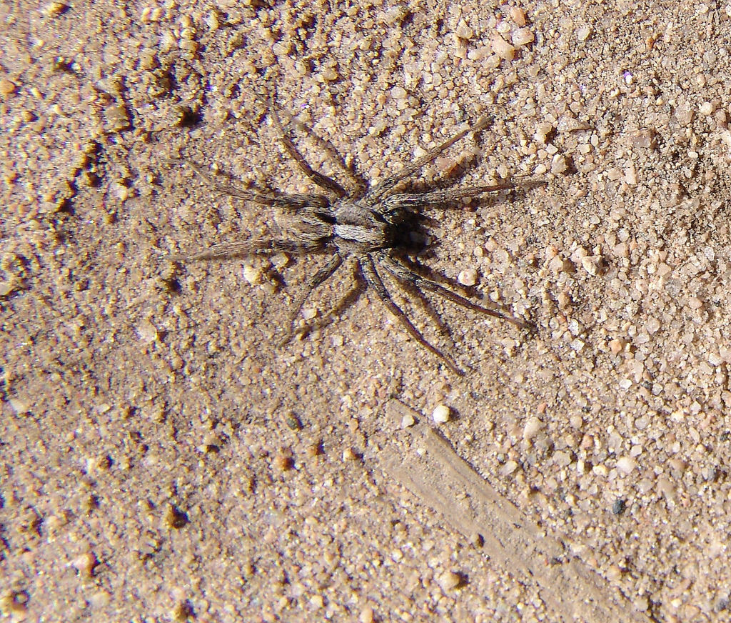 Koch's Wolf Spider reference