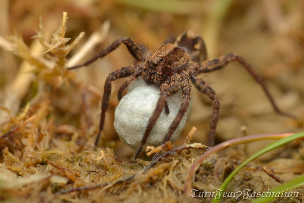 Common Fox Spider reference