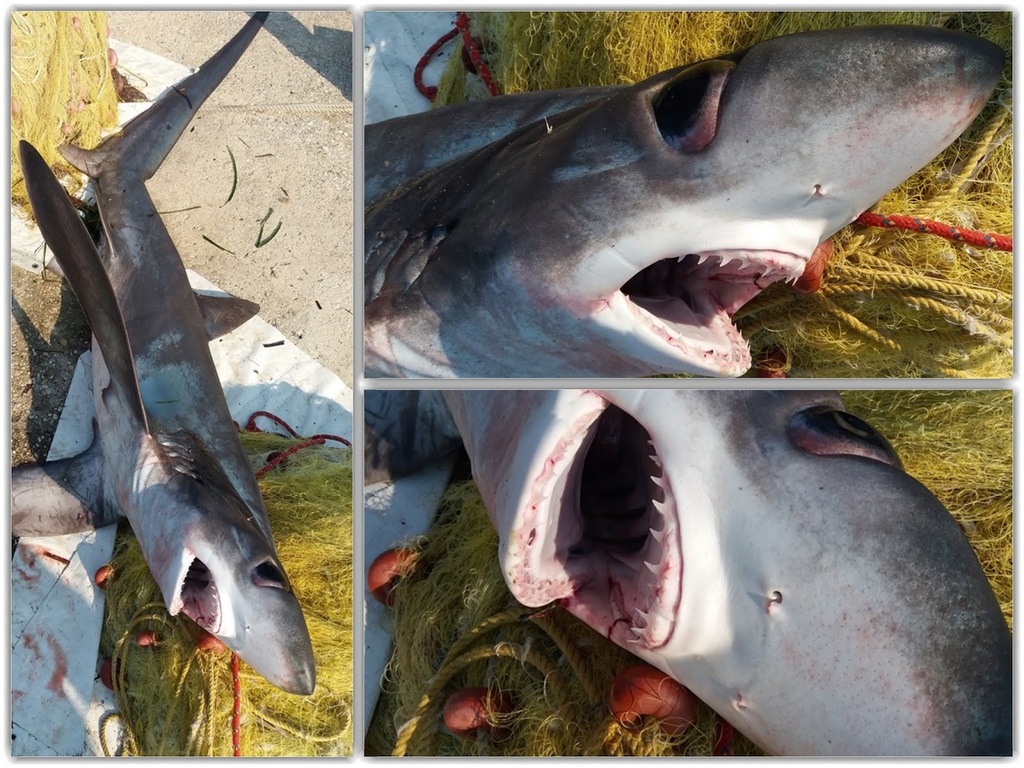 Bigeye Thresher Shark reference