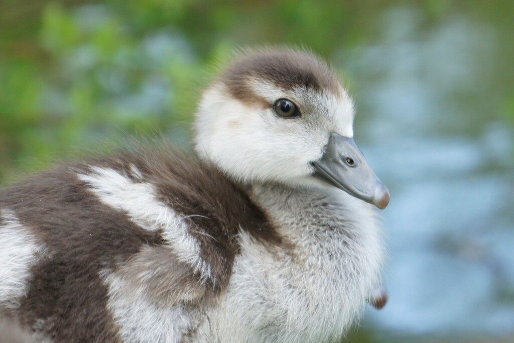 Egyptian Goose reference