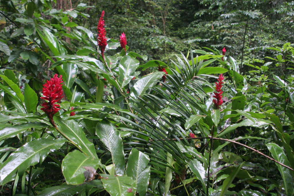 Red Ginger reference