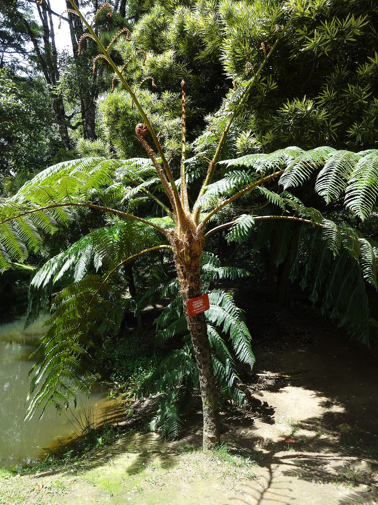 Mountain Tree Fern reference