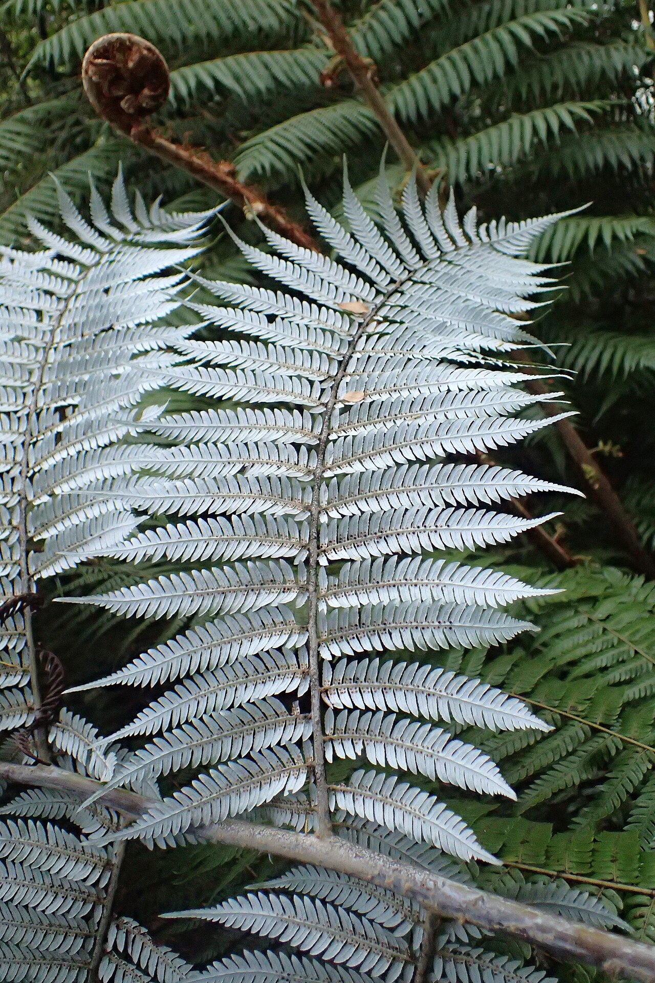 Silver Fern reference
