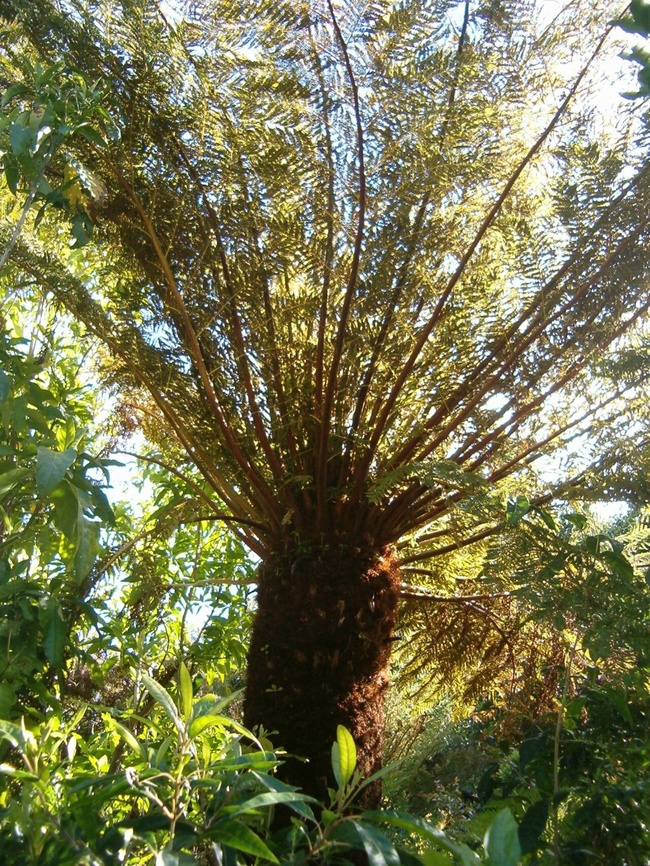 Common Tree Fern reference