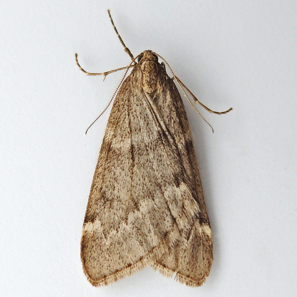Fall Cankerworm Moth reference