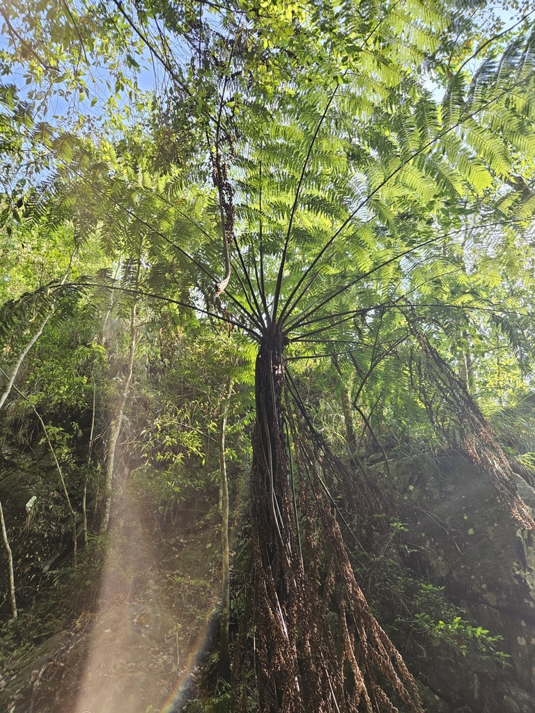 Spiny Tree Fern reference