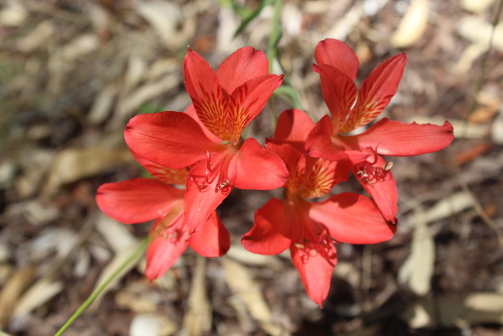 Peruvian Lily reference