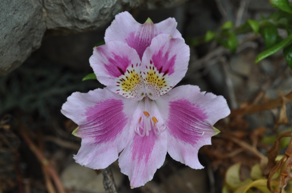 Alstroemeria pelegrina reference